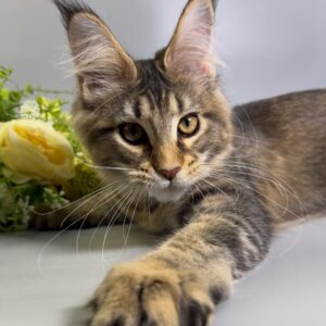maine coon kitten