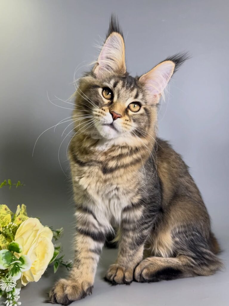 maine coon kitten
